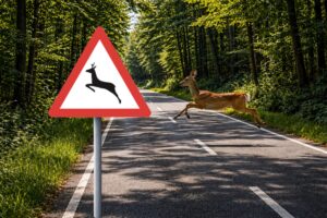 wildwechsel